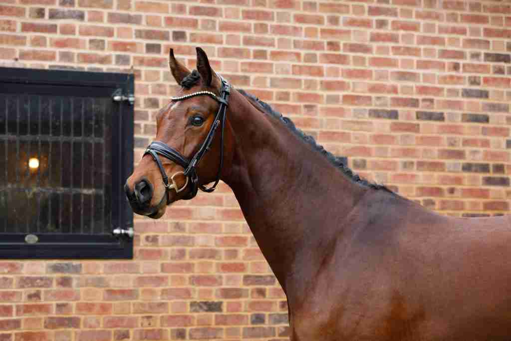 Spotify in T'Veld, a bay gelding in a bridle, head and neck against a brick wall