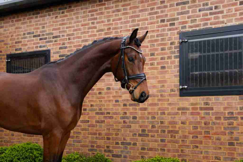 Spotify in T'Veld, a bay gelding in a bridle, head and neck by the stables