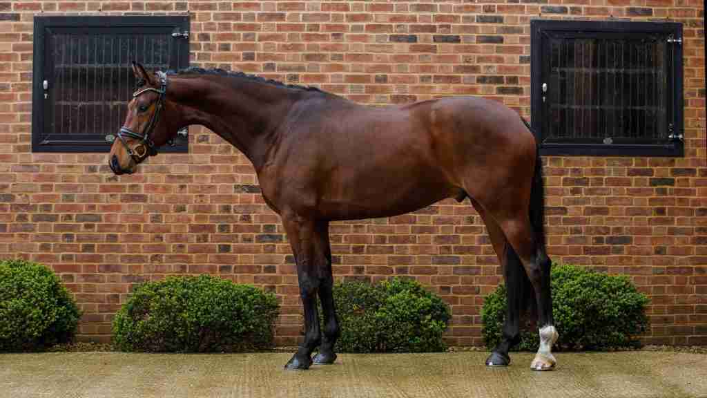 Spotify in T'Veld, a bay gelding standing in profile in front of the brick stables