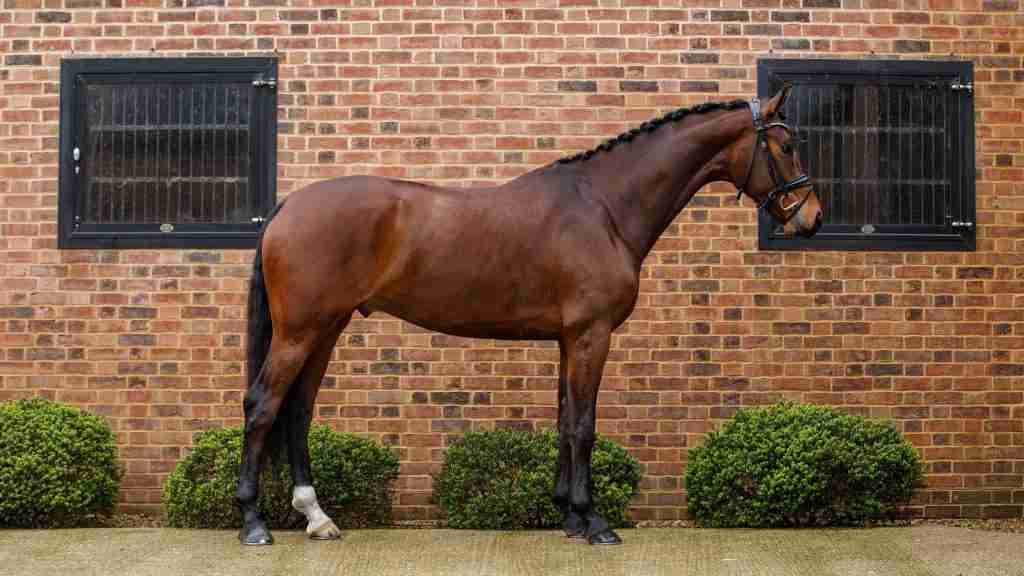 Spotify in T'Veld, a bay gelding standing in profile by the stables