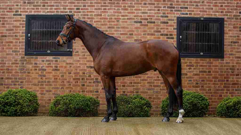 Spotify in T’Veld KWPN gelding showing expressive movement under saddle at Anmore Dressage