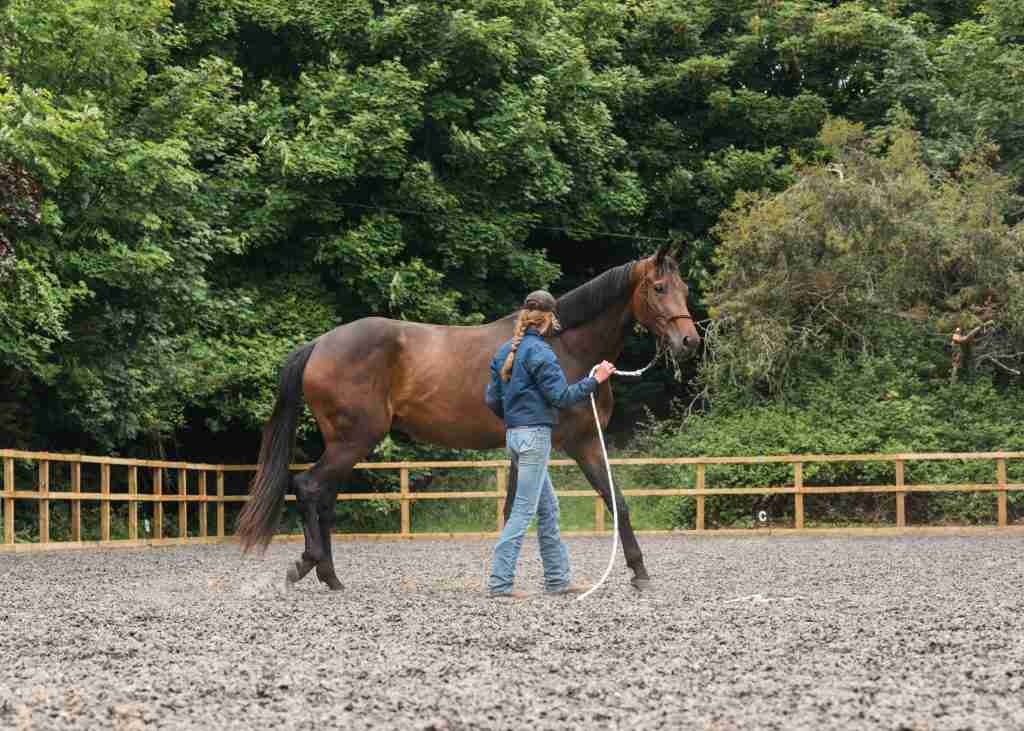 Young dressage horse being trained at Anmore Dressage by a professional rider