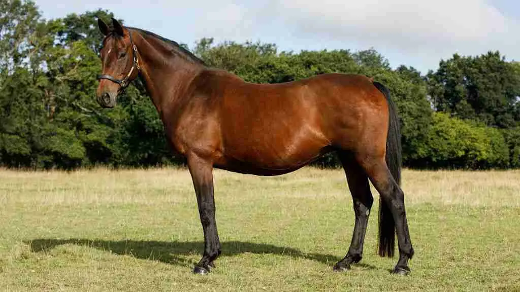 Atterupgaards Dallara broodmare standing at Anmore Dressage