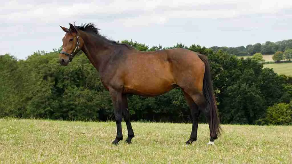 Diva Utopia KWPN broodmare standing at Anmore Dressage