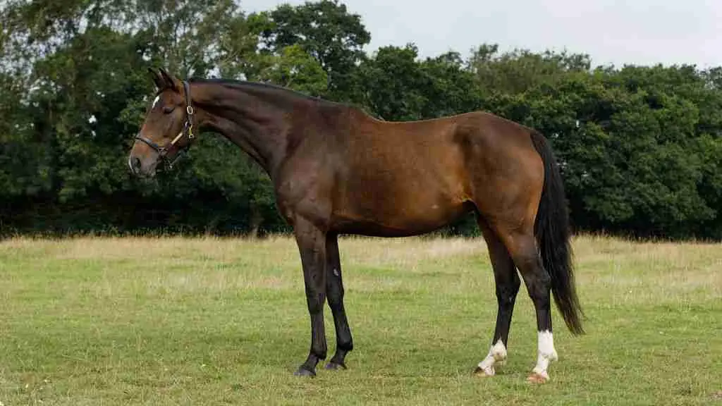 MSJ Total Freestyle broodmare standing at Anmore Dressage