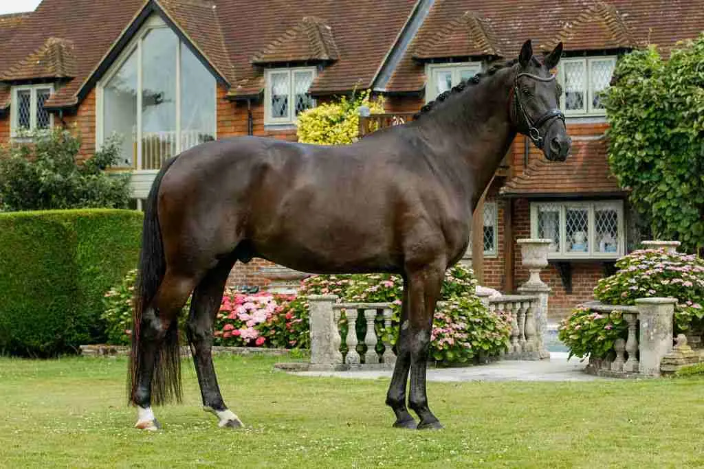 Toddington Debut AES gelding showing elegant movement and presence under saddle at Anmore Dressage