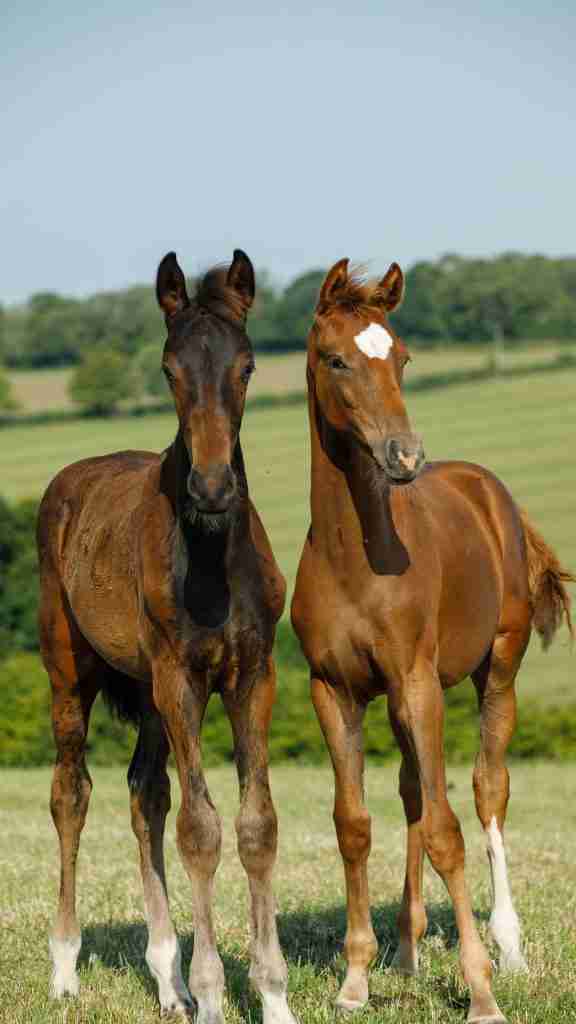 Two young foals bred at Anmore Dressage standing together in the field
