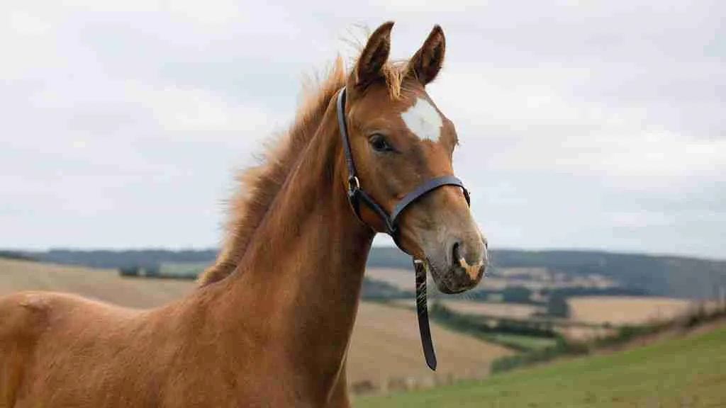 Be Mine Anmore, a chestnut foal with a white blaze, standing in a field above rolling countryside