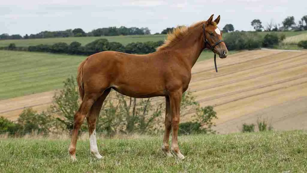 Be Mine Anmore chestnut filly showing quality and elegance at Anmore Dressage