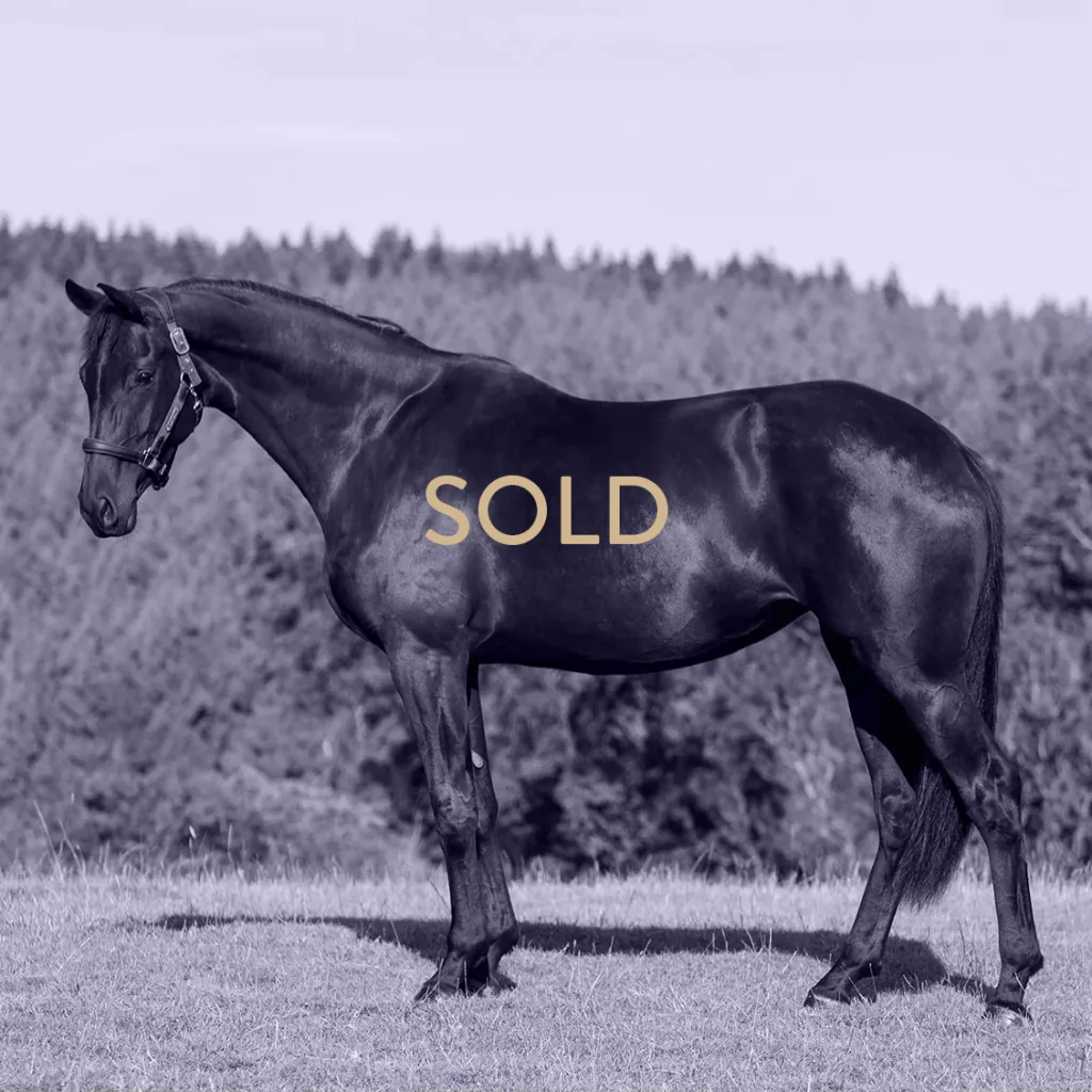 Florentina young dressage filly showing elegant movement and refined presence at Anmore Dressage