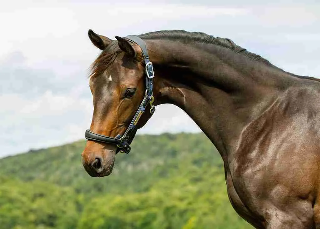 Faberge Caledonia, a bay filly in a headcollar, head and neck against wooded hills
