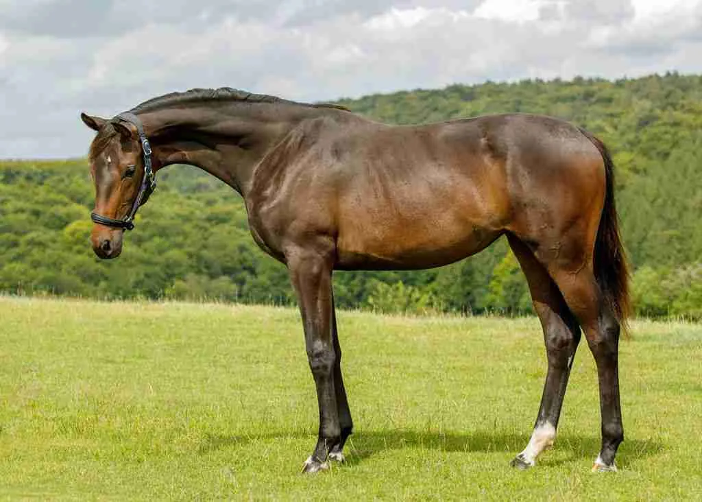 Faberge Caledonia bay filly showing elegant movement and modern dressage type at Anmore Dressage
