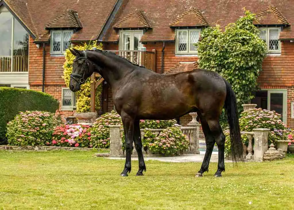 Joker Caledonia gelding showing expressive movement and presence at Anmore Dressage