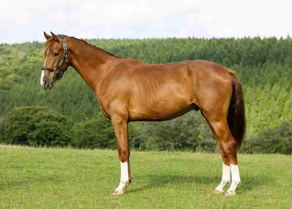 Maverick Caledonia chestnut young dressage gelding showing balance and athletic movement at Anmore Dressage