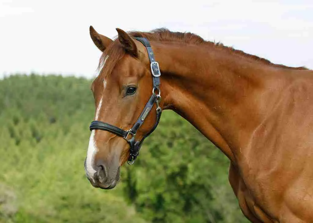 Maverick Caledonia, a chestnut gelding with a broad white blaze, in a headcollar