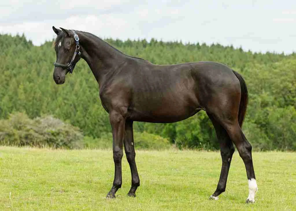 RS Lulu black filly showing expressive movement and elegance at Anmore Dressage