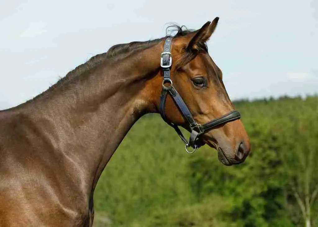 Skye Caledonia, a bay filly in a headcollar, head and neck against a hedgerow