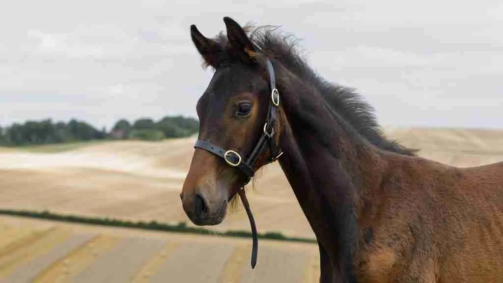 So Forth Anmore, a dark bay colt foal in a foal slip, head and neck above a stubble field