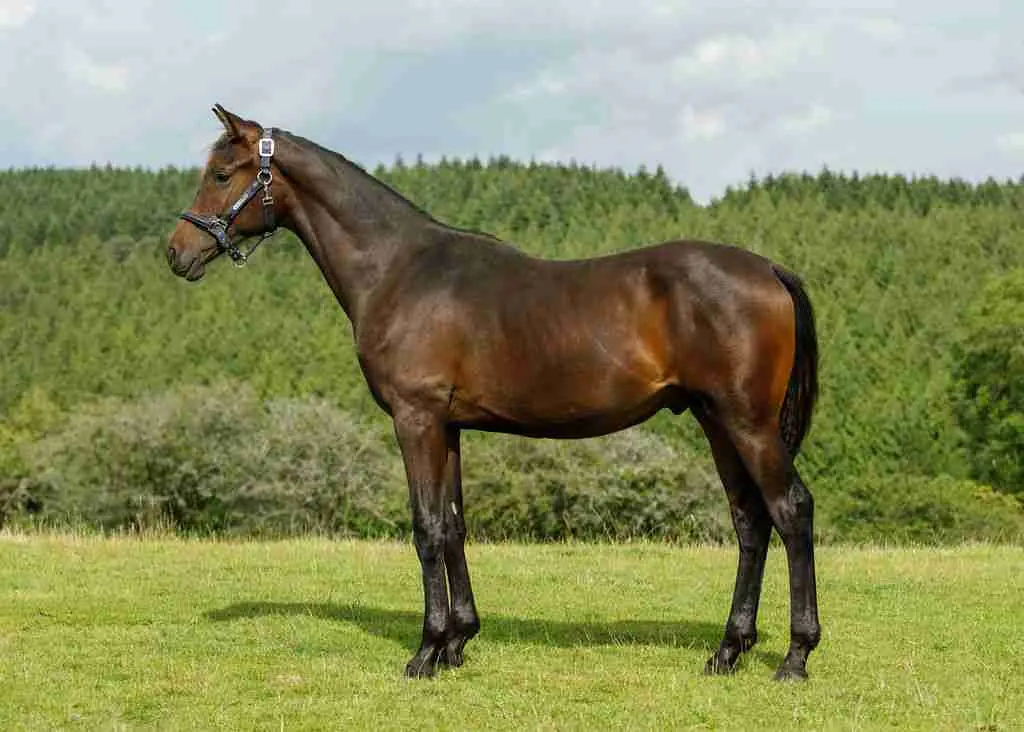 Toddington Tiny Dancer bay colt showing athletic movement and presence at Anmore Dressage
