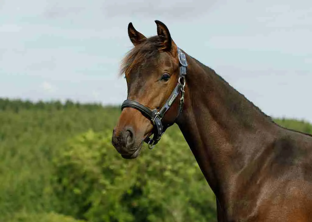 Toddington Tiny Dancer, a bay colt in a headcollar, head and neck against woodland