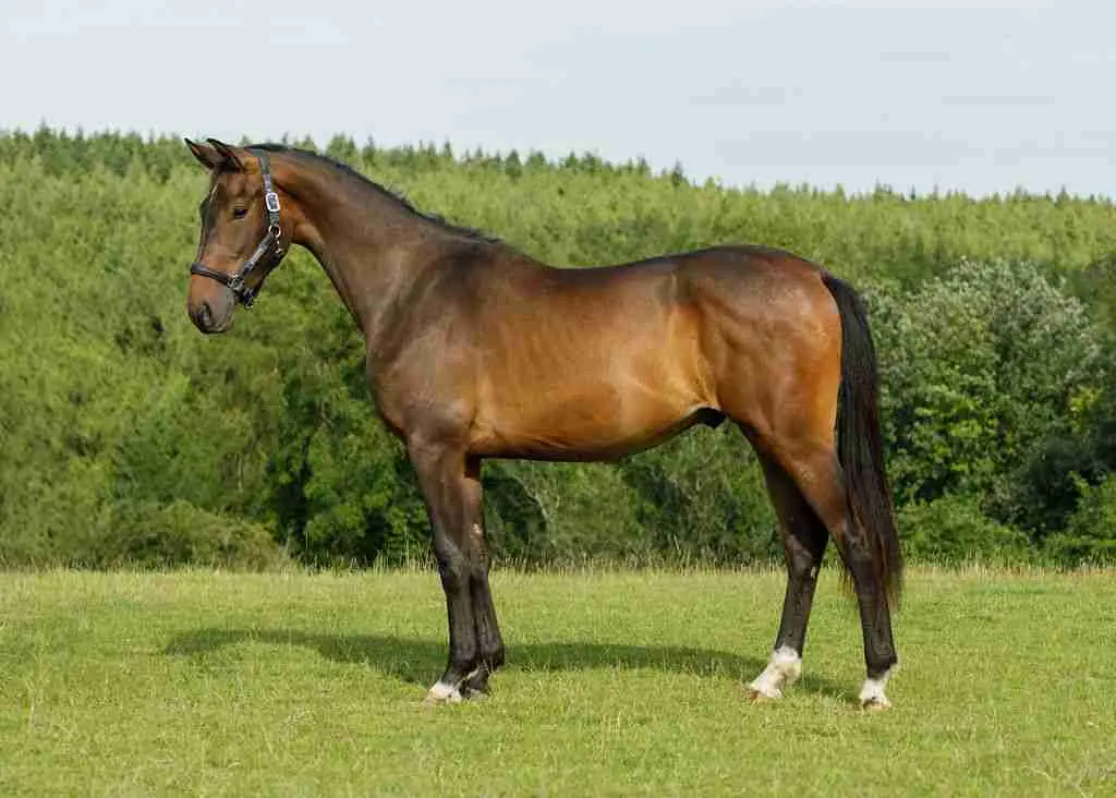 TopGun Caledonia bay dressage gelding showing athletic young horse potential at Anmore Dressage