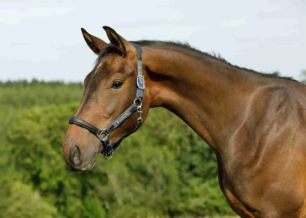 TopGun Caledonia, a bay gelding in a headcollar, head and neck against woodland