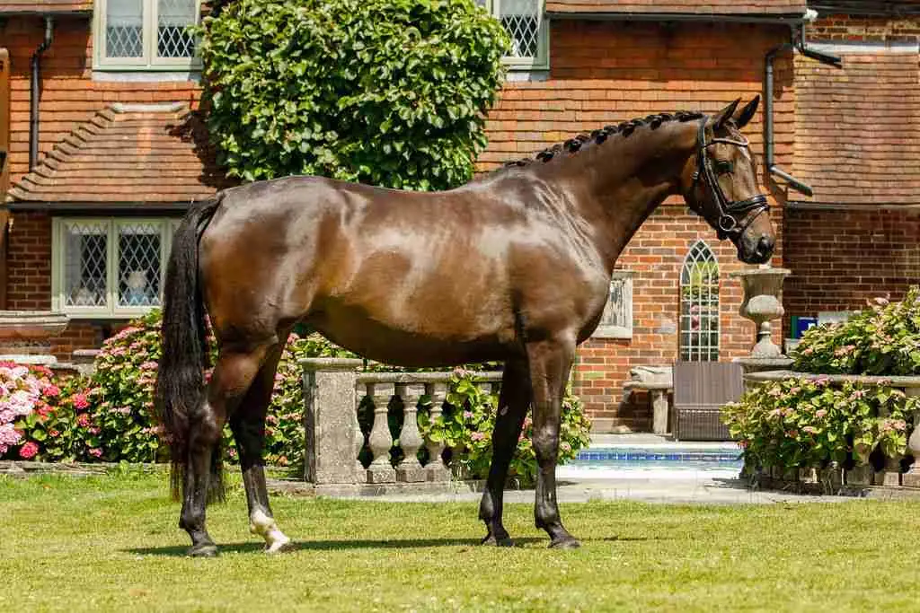 Tyga Fleur Caledonia Oldenburg mare showing refined movement at Anmore Dressage