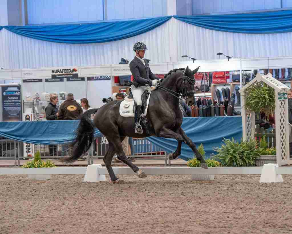 A dark bay dressage horse in trot past the trade stands at the Winter National Championships