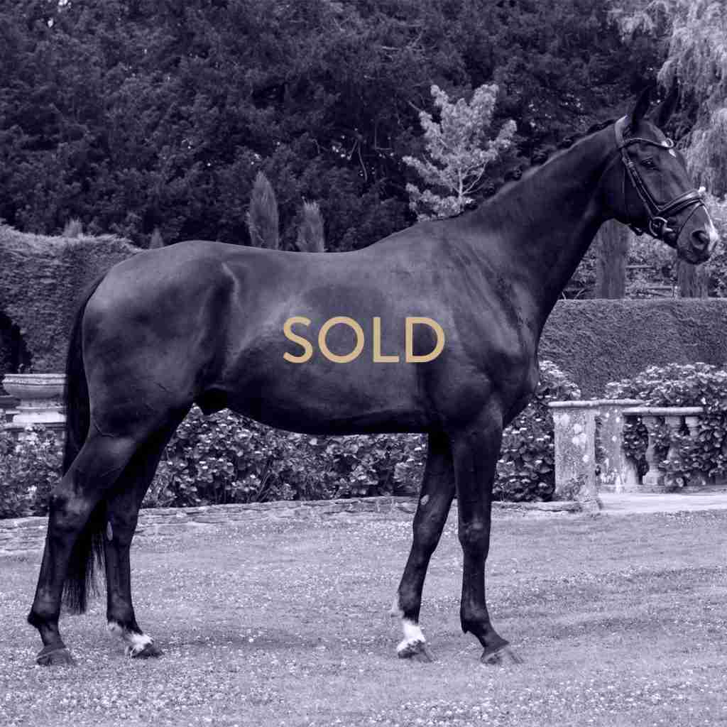 Black Jack Anmore Hannoverian gelding showing expressive movement and balance under saddle at Anmore Dressage