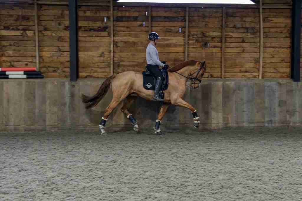 A chestnut horse being ridden in an indoor school with timber walls