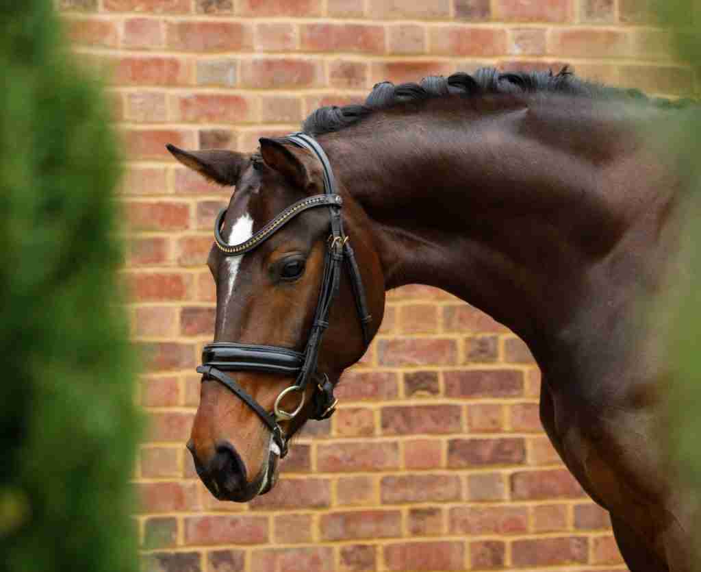 Selena S, a dark bay mare with a white blaze, in a bridle against a brick wall