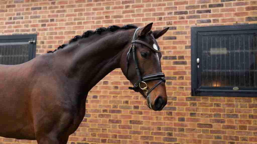 Selena S, a dark bay mare plaited and in a bridle, head and neck by the brick stables