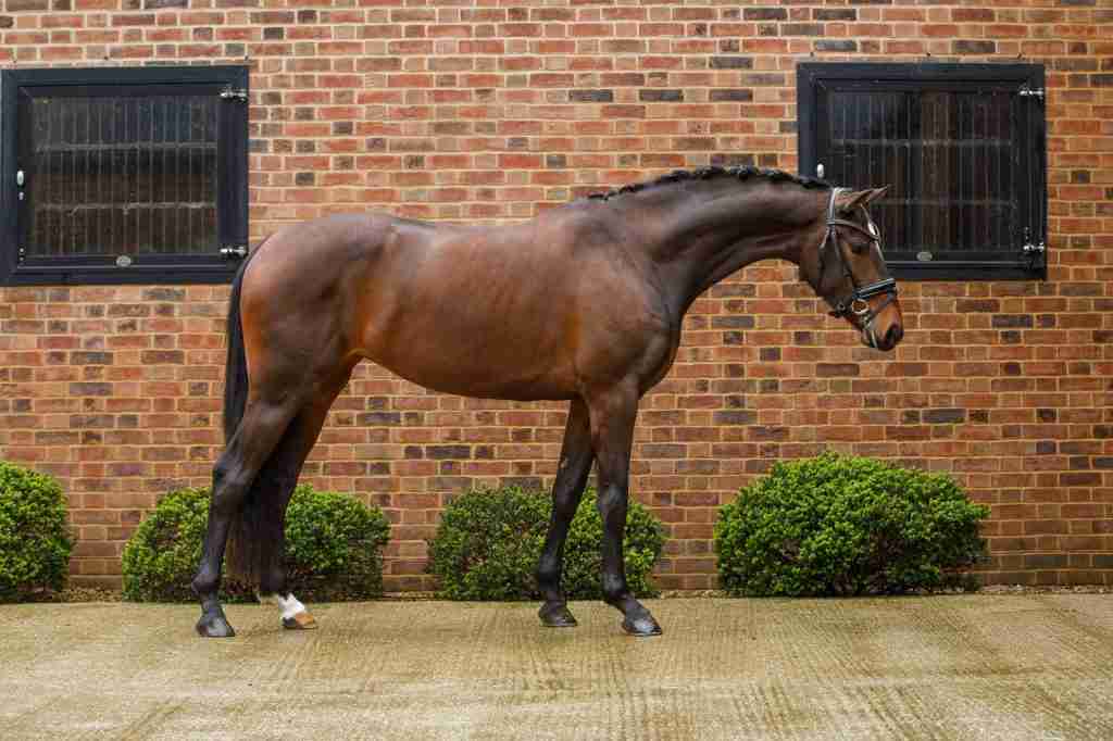 Selena S, a dark bay mare standing in profile in front of the brick stables