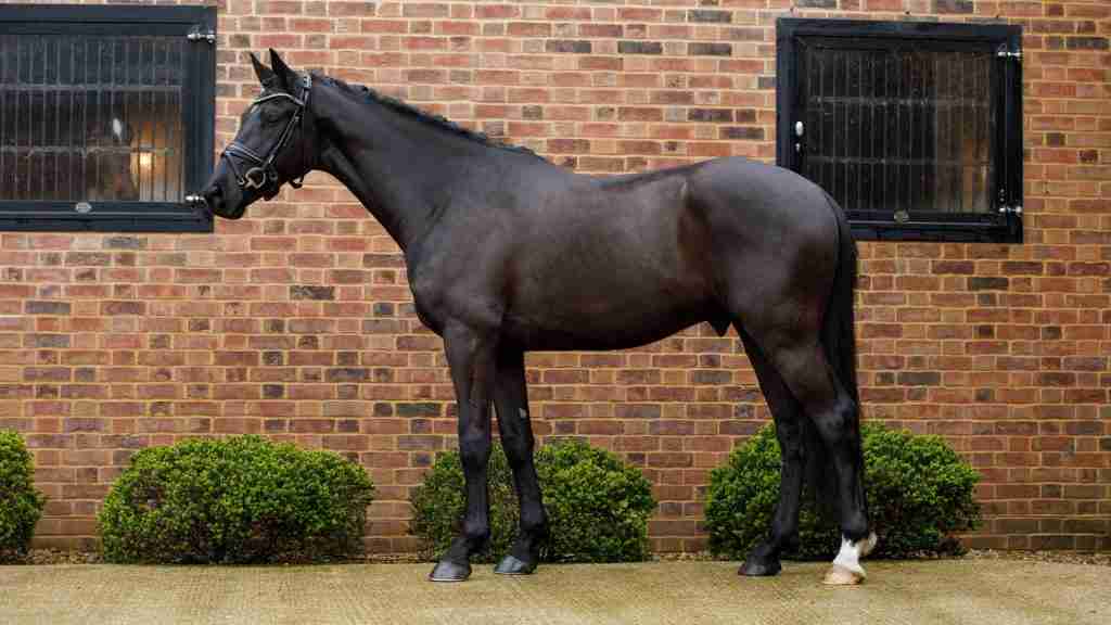Silore KWPN gelding showing expressive movement and athleticism under saddle at Anmore Dressage