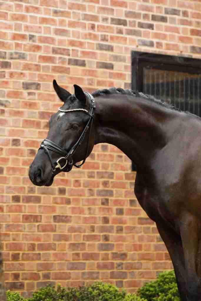 Solist, a black gelding in a bridle, head and neck against a brick wall