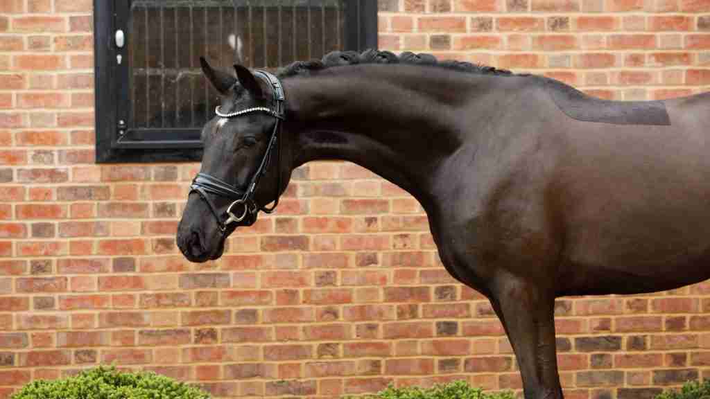Solist, a black gelding plaited and in a bridle, beside the brick stables