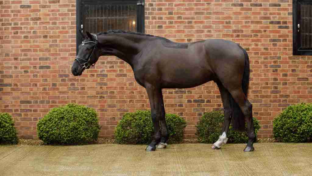 Solist KWPN gelding under saddle at Anmore Dressage showing balance and refinement