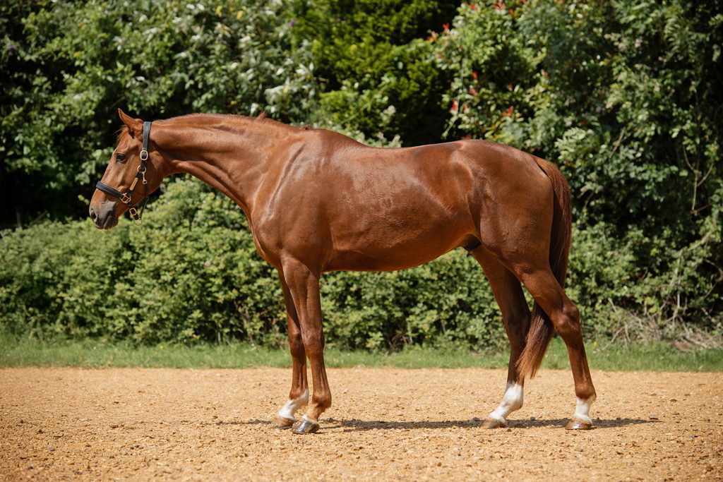 The One FB, a chestnut KWPN gelding born 2023, stood in profile in the sand arena at Anmore Dressage