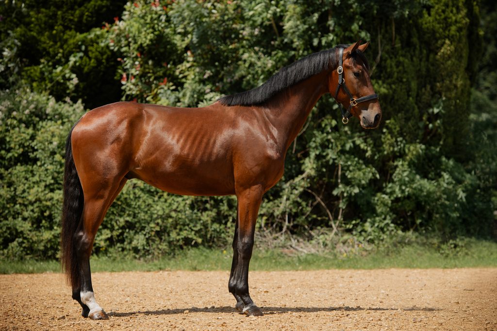 Tornado, a bay KWPN gelding born 2023, stood in profile in the sand arena at Anmore Dressage