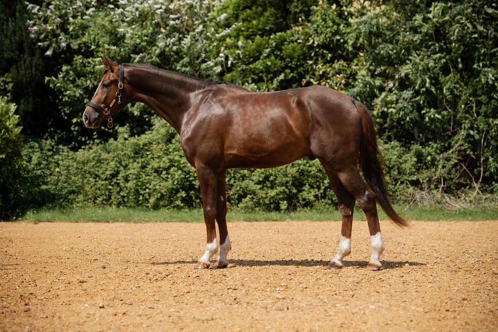 True Color, a liver chestnut KWPN gelding born 2023, stood in profile in the sand arena at Anmore Dressage