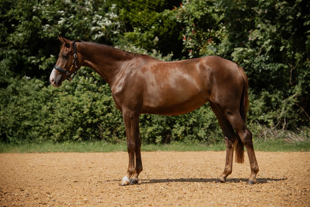 Yours Truly, a chestnut AES mare born 2023, stood in profile in the sand arena at Anmore Dressage