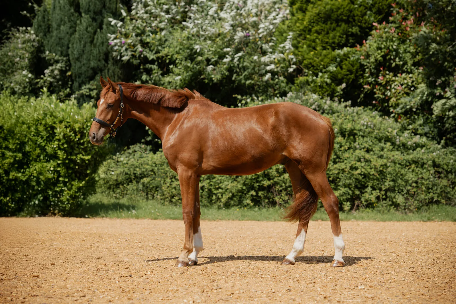 Chestnut two-year-old with white socks standing in the arena at Anmore Dressage