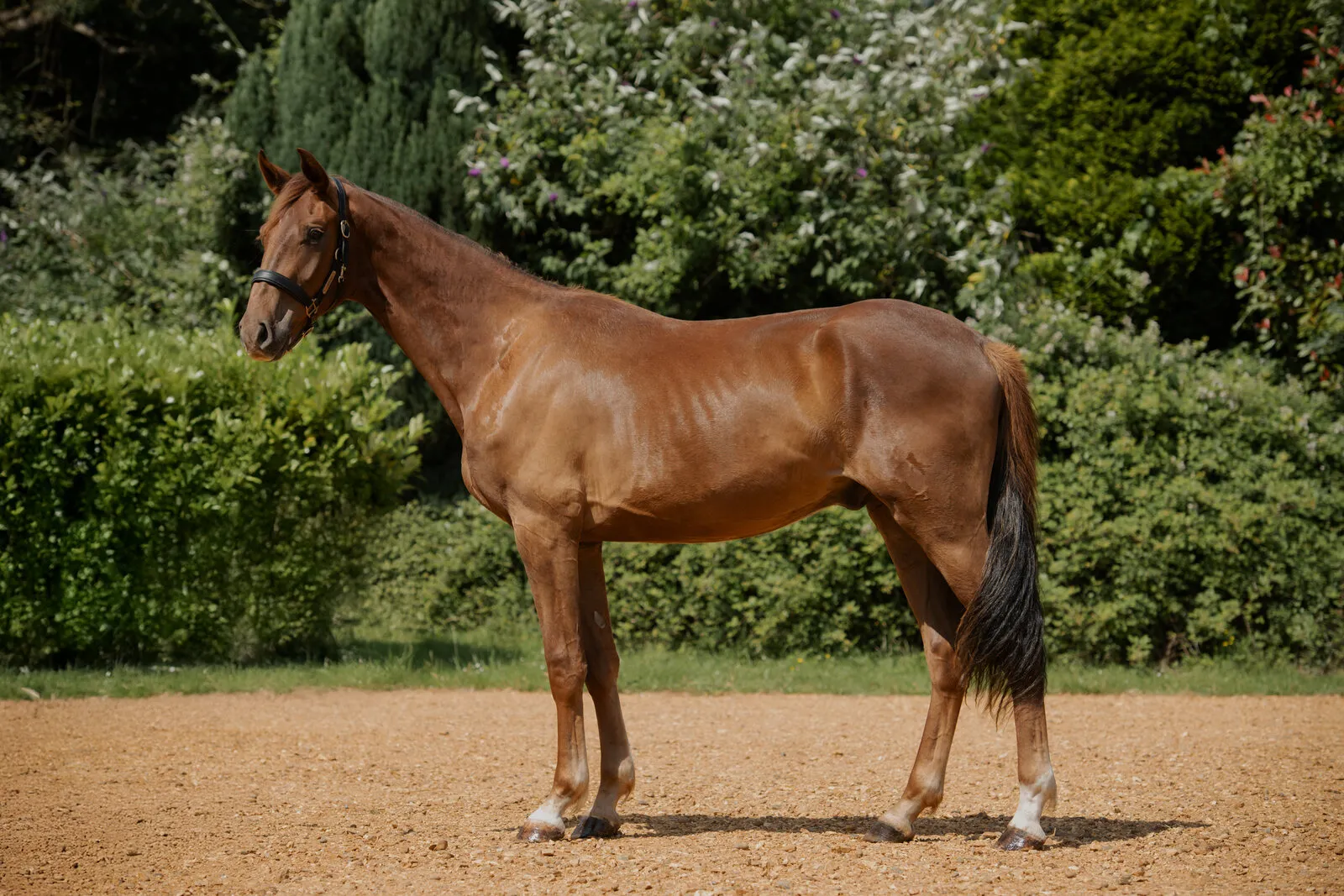 Chestnut two-year-old standing square in the arena at Anmore Dressage
