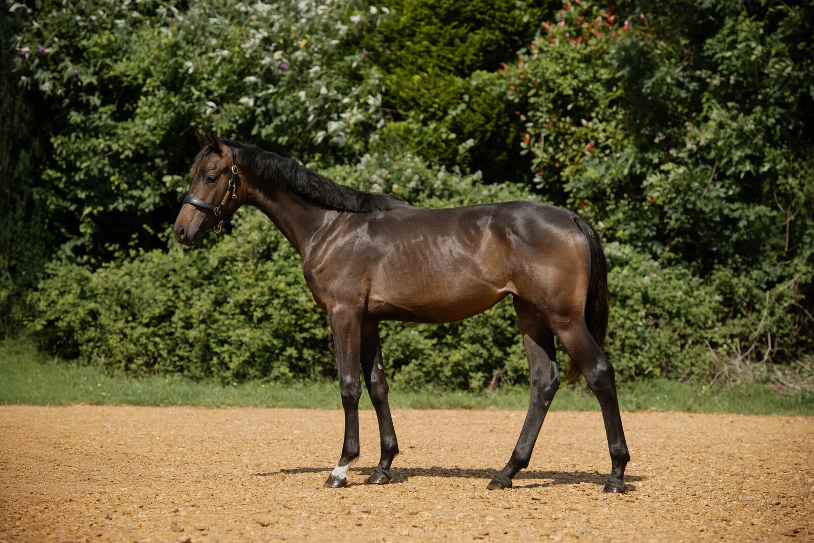 Dark bay yearling standing in the arena at Anmore Dressage
