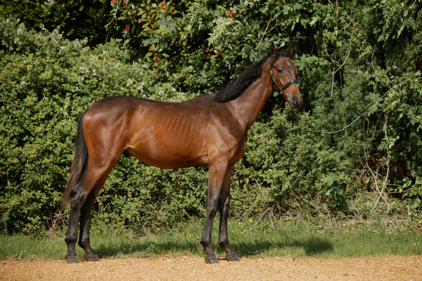Bay yearling standing on grass in front of the hedge at Anmore Dressage
