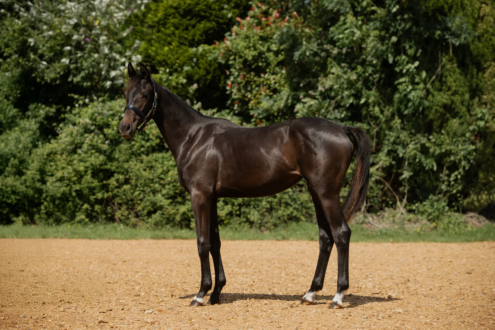 Black yearling standing in the arena at Anmore Dressage