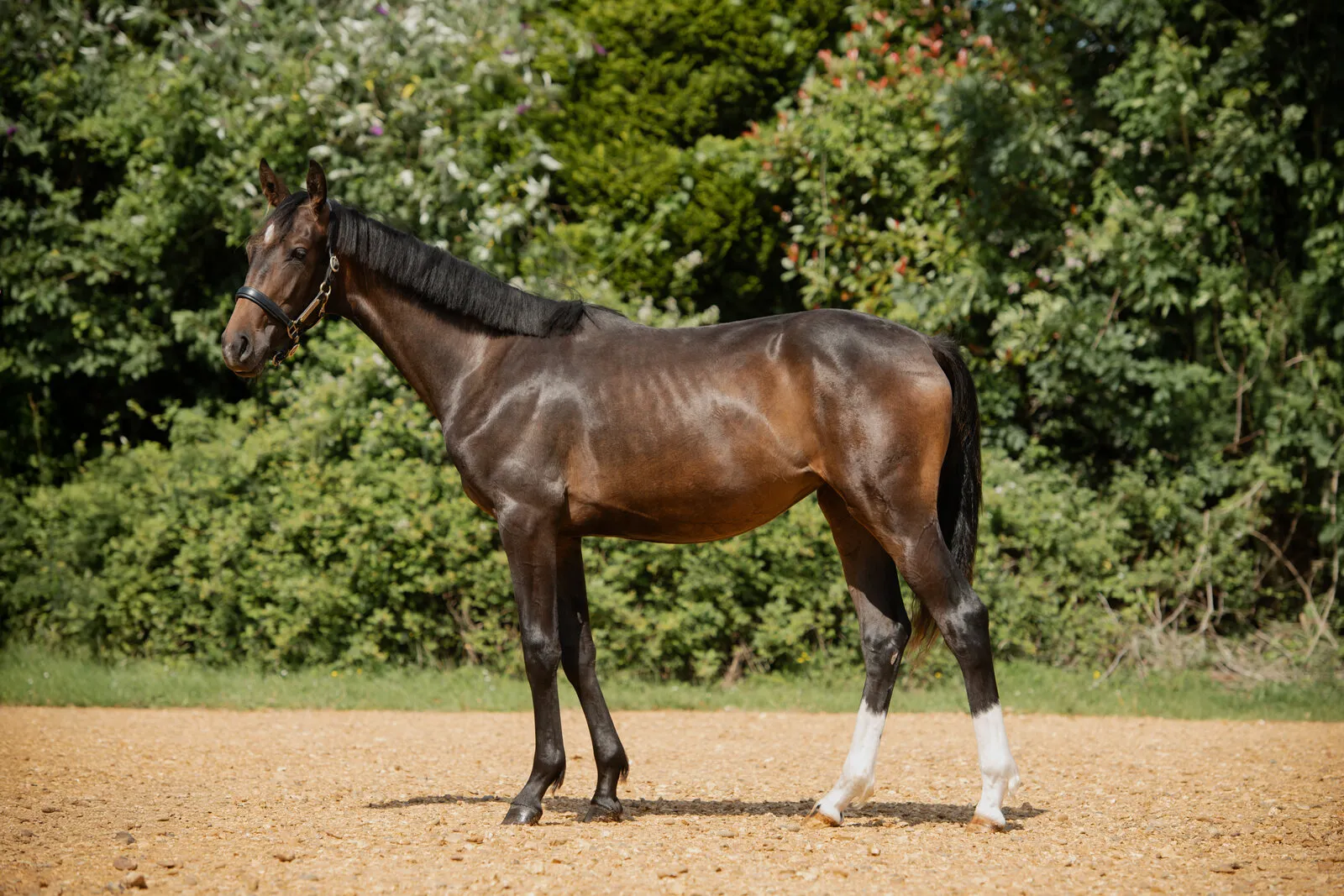 Dark bay yearling with white hind socks standing in the arena at Anmore Dressage
