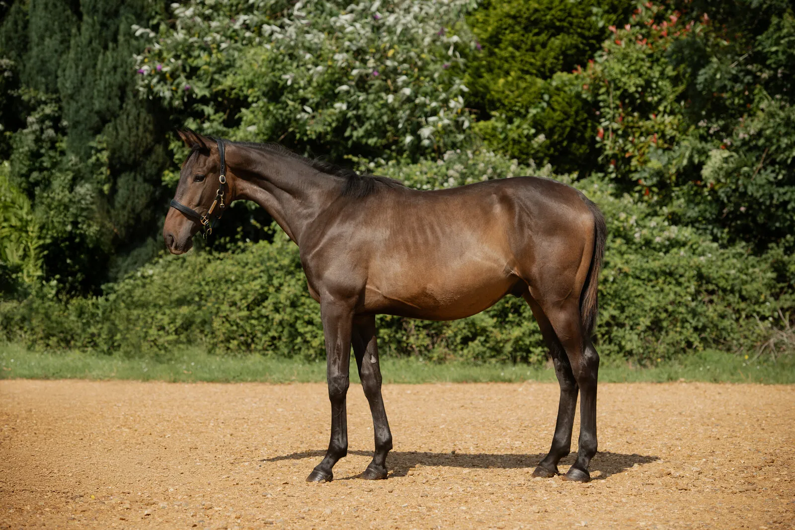 Dark bay yearling standing side on in the arena at Anmore Dressage