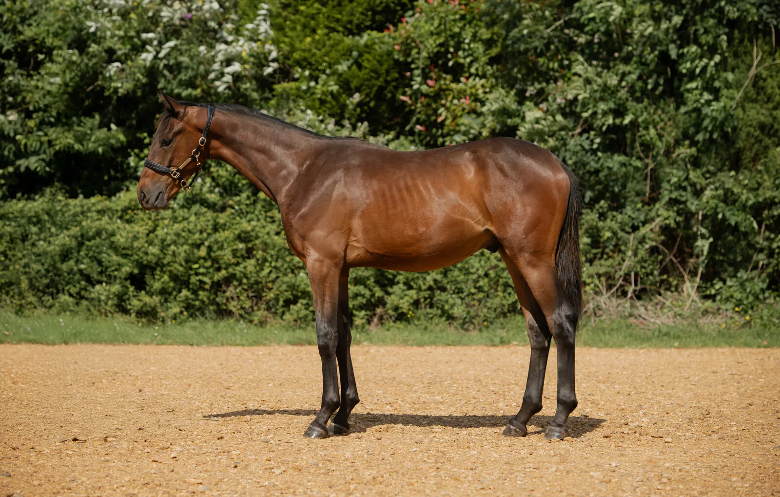 Bay yearling standing in the arena at Anmore Dressage