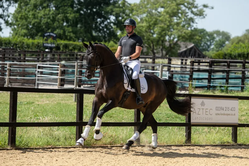 Joker Caledonia, a dark bay gelding in a bridle, head and neck above a hedge with a tree behind